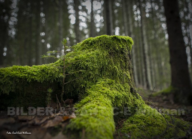 Mossbevuxen stubbe