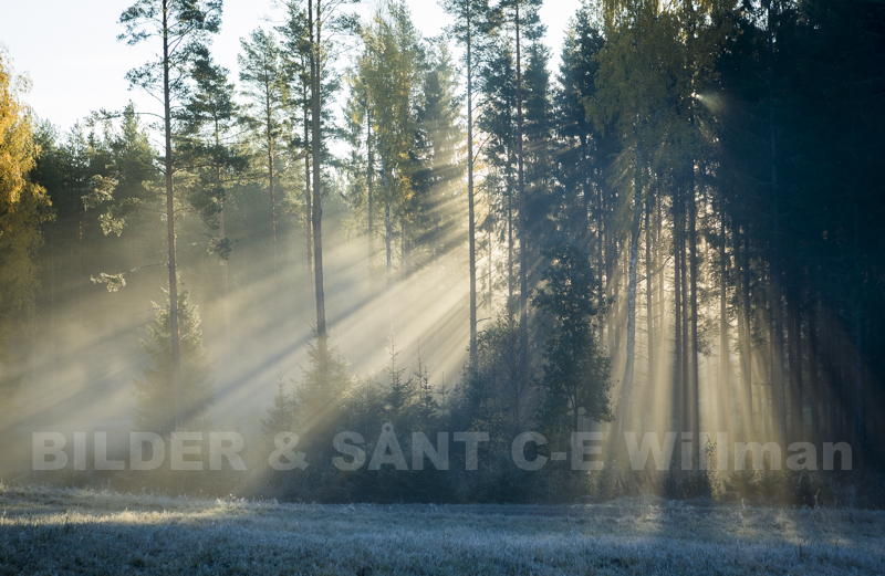 Morgondimma