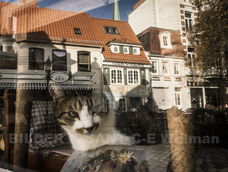 Katt i Bremen